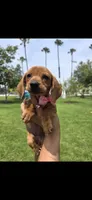 Suggar, a female Miniature Dachshund for sale in Westminster, CA – 2 of 2