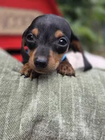 Timotee, a male Miniature Dachshund for sale in Santa Ana, CA – 3 of 7