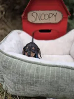 Timotee, a male Miniature Dachshund for sale in Santa Ana, CA – 5 of 7