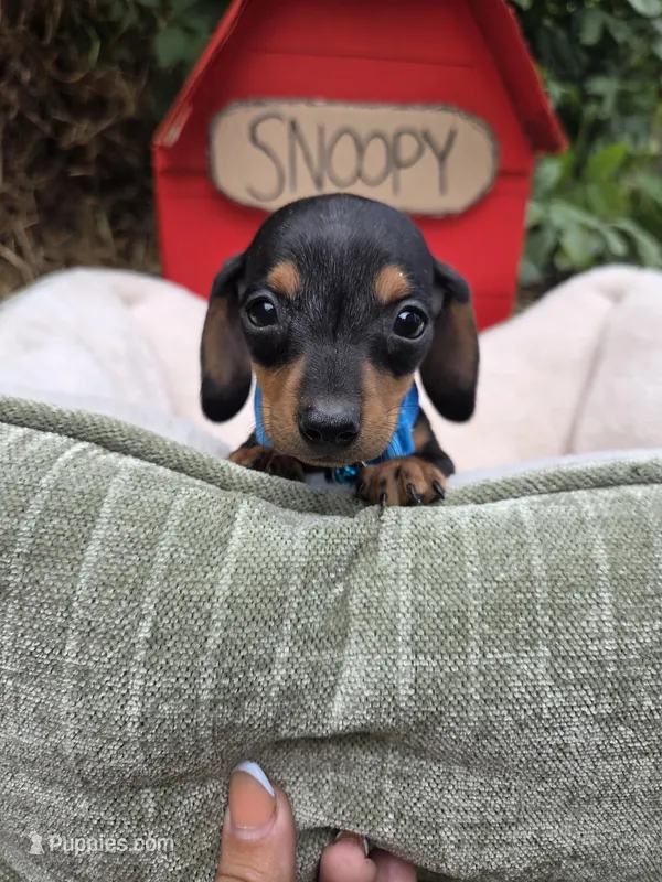 Timotee – Miniature Dachshund puppy for sale in Santa Ana, CA