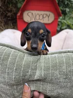 Timotee, a male Miniature Dachshund for sale in Santa Ana, CA – 2 of 7