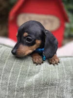 Timotee, a male Miniature Dachshund for sale in Santa Ana, CA – 4 of 7