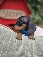 Timotee, a male Miniature Dachshund for sale in Santa Ana, CA – 6 of 7