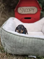 Timotee, a male Miniature Dachshund for sale in Santa Ana, CA – 7 of 7