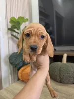Honey , a female Miniature Dachshund for sale in Fountain Valley, CA – 3 of 3