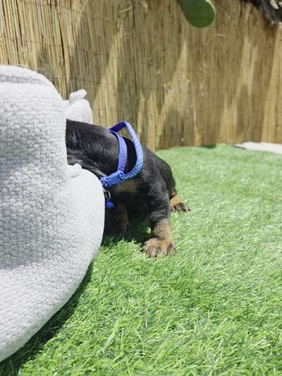 Blacky, a male Miniature Dachshund for sale in Fountain Valley, CA – 3 of 6