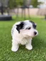 Winston, a male Yorkshire Terrier for sale in Jacksonville, FL – 3 of 5