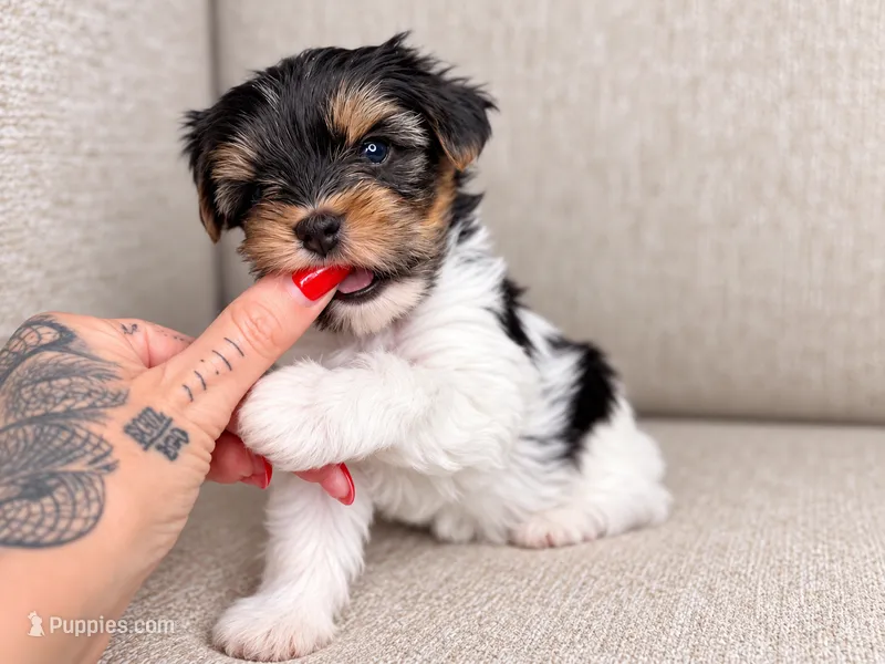Oggie – Yorkshire Terrier puppy for sale in Jacksonville, FL