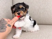 Oggie, a male Yorkshire Terrier for sale in Jacksonville, FL – 1 of 5