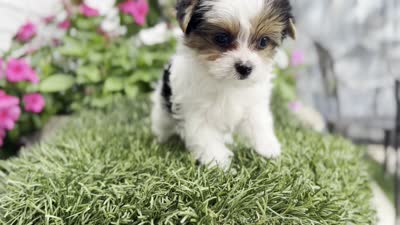 Pinkey, a female Yorkshire Terrier for sale in Jacksonville, FL – 9 of 9