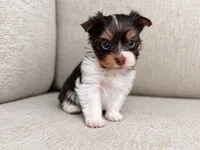 Freddie, a male Yorkshire Terrier for sale in Jacksonville, FL – 2 of 5