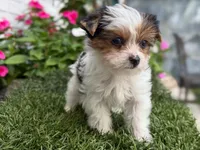 Pinkey, a female Yorkshire Terrier for sale in Jacksonville, FL – 4 of 9