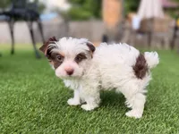 Moo Moo, a male Yorkshire Terrier for sale in Jacksonville, FL – 8 of 9