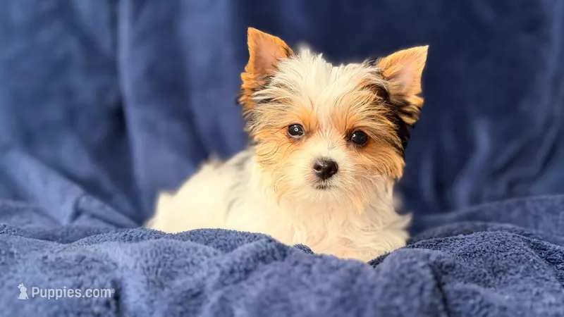 Pinkey – Yorkshire Terrier puppy for sale in Jacksonville, FL