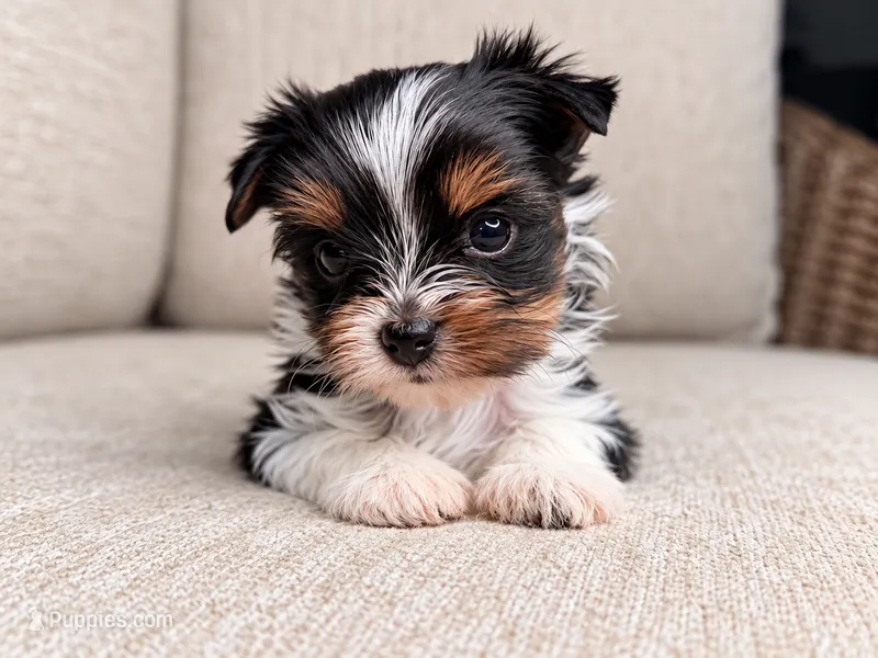 Wednesday – Yorkshire Terrier puppy for sale in Jacksonville, FL