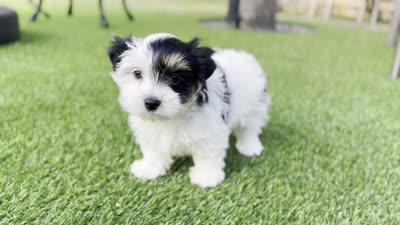 Winston, a male Yorkshire Terrier for sale in Jacksonville, FL – 5 of 5