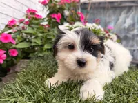 Winston, a male Yorkshire Terrier for sale in Jacksonville, FL – 4 of 5