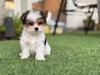 Pinkey, a female Yorkshire Terrier for sale in Jacksonville, FL – 5 of 9