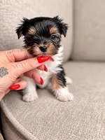 Sabrina, a female Yorkshire Terrier for sale in Jacksonville, FL – 4 of 4
