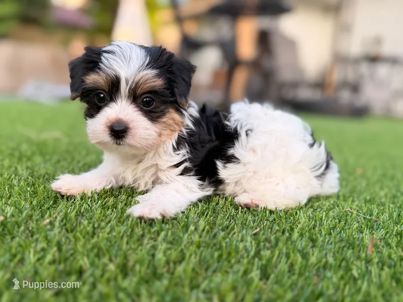 Button – Yorkshire Terrier puppy for sale in Jacksonville, FL