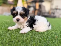 Button, a female Yorkshire Terrier for sale in Jacksonville, FL – 1 of 7