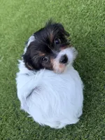 Pinkey, a female Yorkshire Terrier for sale in Jacksonville, FL – 5 of 6