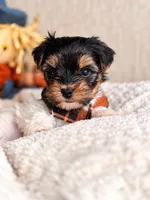 Oggie, a male Yorkshire Terrier for sale in Jacksonville, FL – 2 of 5