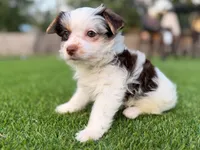 Theo, a male Yorkshire Terrier for sale in Jacksonville, FL – 2 of 4