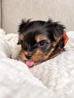 Oggie, a male Yorkshire Terrier for sale in Jacksonville, FL – 5 of 5