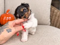 Oggie, a male Yorkshire Terrier for sale in Jacksonville, FL – 4 of 5