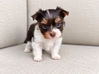 Freddie, a male Yorkshire Terrier for sale in Jacksonville, FL – 3 of 5