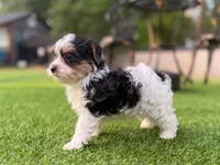 Button, a female Yorkshire Terrier for sale in Jacksonville, FL – 2 of 7