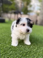 Winston, a male Yorkshire Terrier for sale in Jacksonville, FL – 2 of 5