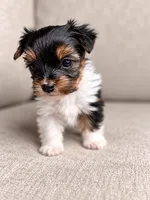 Sabrina, a female Yorkshire Terrier for sale in Jacksonville, FL – 2 of 4
