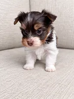 Freddie, a male Yorkshire Terrier for sale in Jacksonville, FL – 5 of 5