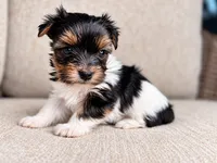 Sabrina, a female Yorkshire Terrier for sale in Jacksonville, FL – 1 of 4