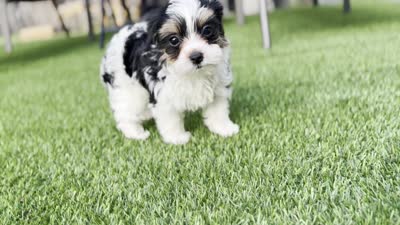 Button, a female Yorkshire Terrier for sale in Jacksonville, FL – 4 of 7