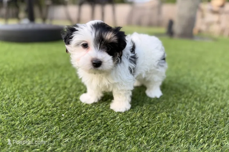 Winston – Yorkshire Terrier puppy for sale in Jacksonville, FL