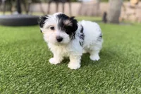 Winston, a male Yorkshire Terrier for sale in Jacksonville, FL – 1 of 5