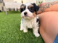 Button, a female Yorkshire Terrier for sale in Jacksonville, FL – 7 of 7