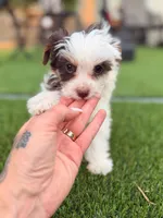 Moo Moo, a male Yorkshire Terrier for sale in Jacksonville, FL – 6 of 9