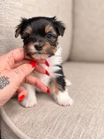 Sabrina, a female Yorkshire Terrier for sale in Jacksonville, FL – 3 of 4