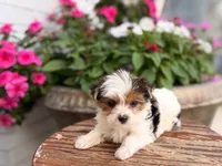 Pinkey, a female Yorkshire Terrier for sale in Jacksonville, FL – 3 of 9