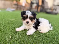 Button, a female Yorkshire Terrier for sale in Jacksonville, FL – 5 of 7