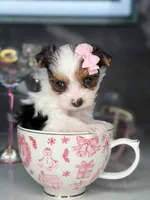 Pinkey, a female Yorkshire Terrier for sale in Jacksonville, FL – 8 of 9