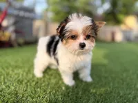 Pinkey, a female Yorkshire Terrier for sale in Jacksonville, FL – 6 of 9