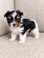 Wednesday, a female Yorkshire Terrier for sale in Jacksonville, FL – 2 of 5
