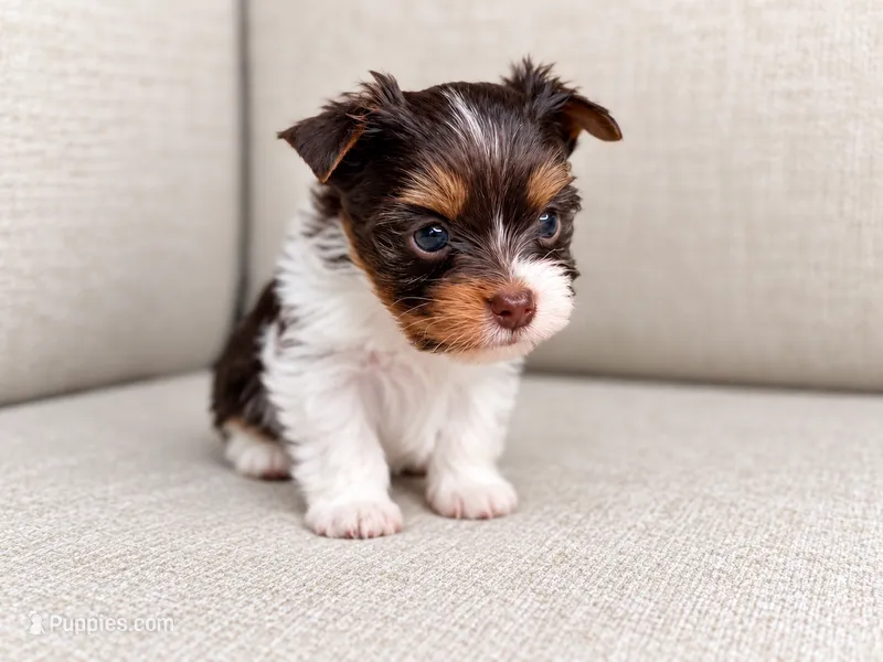 Freddie – Yorkshire Terrier puppy for sale in Jacksonville, FL