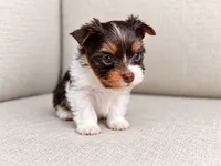 Freddie, a male Yorkshire Terrier for sale in Jacksonville, FL – 1 of 5