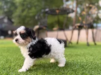Button, a female Yorkshire Terrier for sale in Jacksonville, FL – 3 of 7